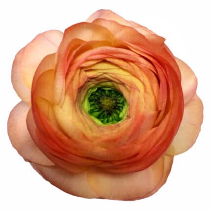 Ranunculus Peach chile .
