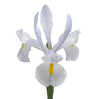 Iris White hendricks