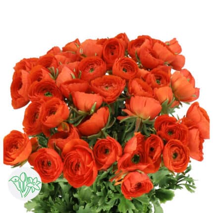 Ranunculus Cloony Sangria ex holl