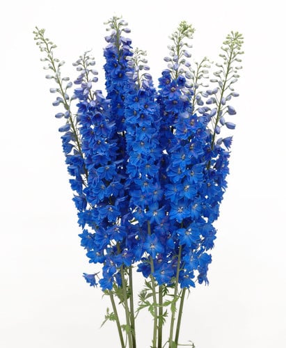 Delph DkBlue Triton 80cm cont fl