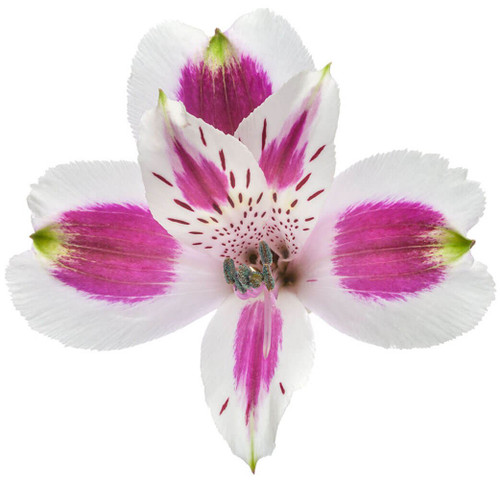 63250ca6-b766-462c-9599-bbad5e8ad280.jpg Alstro Mayfair golden supsel - Image 1