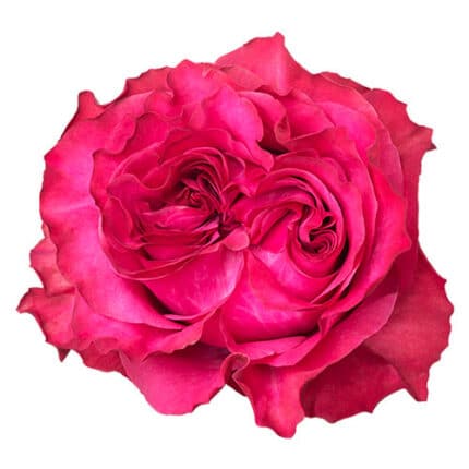 Rose Country Blues 50cm holex