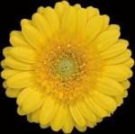 Germini Citri(bright yellow)ca