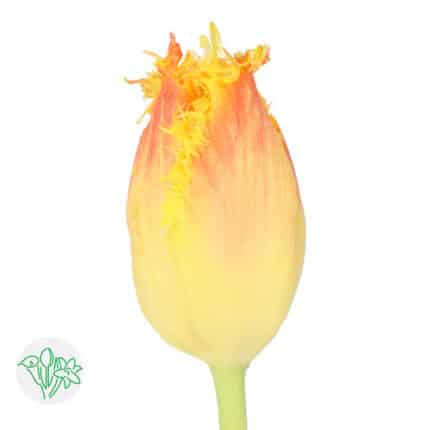 Tulip Fril Yellow Org holl