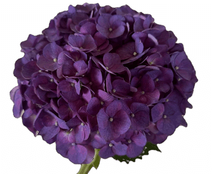 Hydrangea Purple xlarge gro(ST