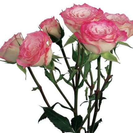 RoseSpray Electra trilogy