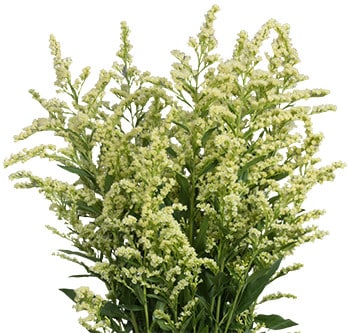 Solidago Creme gdn