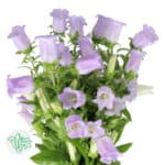Campanula Champion Lavender - Image 2