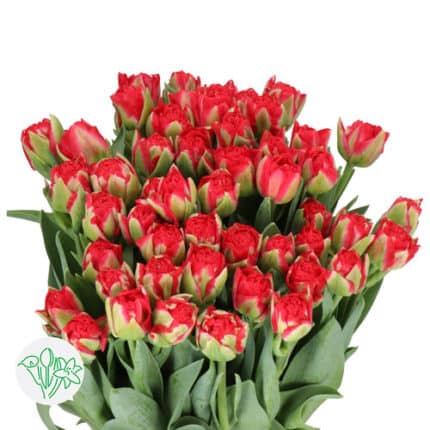 Tulip Dbl Pamplona holl