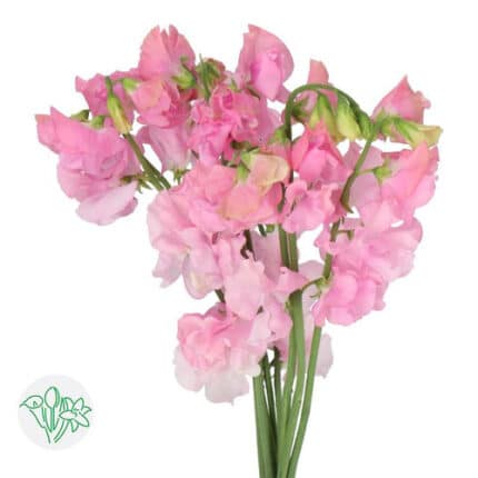 SweetPea Pink holl.