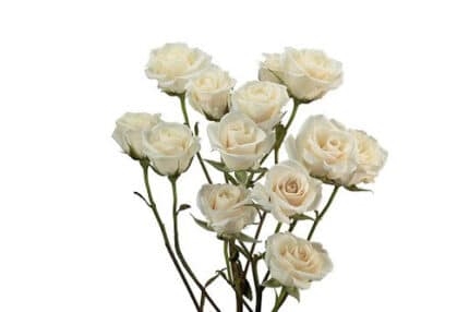RoseSpray Creme Irishka sunrite