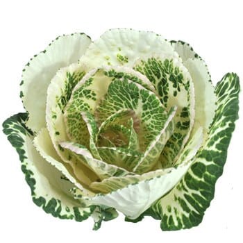 Kale Flare White holl(STEM)