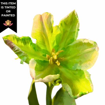 Tulip Dyed Green canada