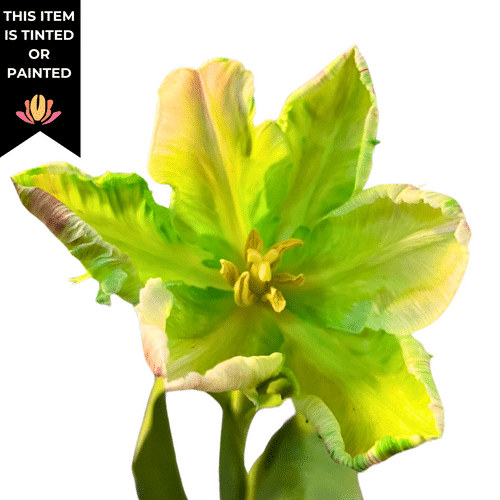 63915d9c-5ff0-4aa3-ac64-86ec907ba9db.png Tulip Dyed Green canada - Image 1