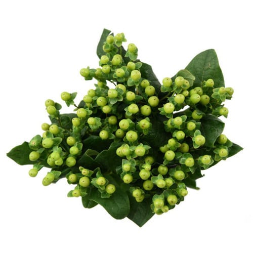 63916f09-1f74-48d0-bd44-af1285dc4568.jpg Hypericum Smiley Romance 60cm - Image 1