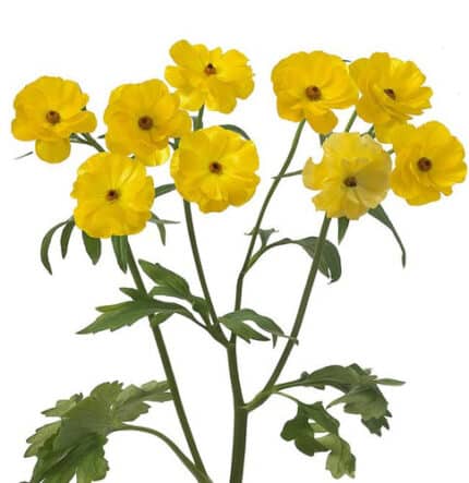 Ranunculus Butterfly Phytalos fresca
