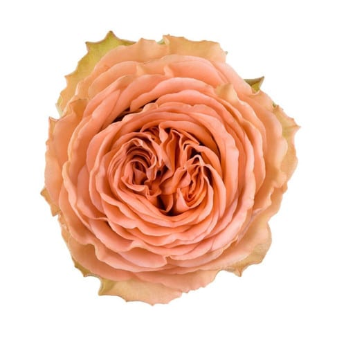63c06070-ef15-405c-9c15-0271440d82fd.jpg Rose CountryHome 50cm rfi - Image 1
