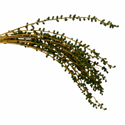Dates Berried Green Mini camfl