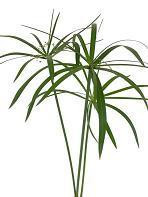 Cyperus Alternifoliu holl 120c
