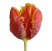Tulip Orange Parrot can.