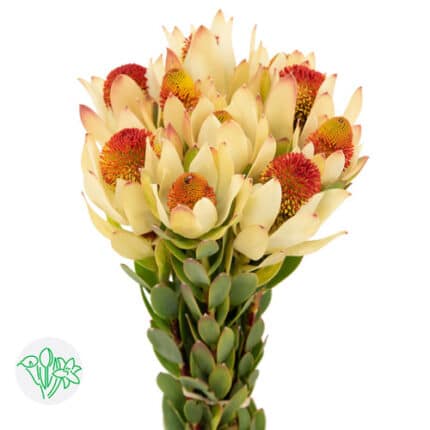 Leuca. PomPom holex
