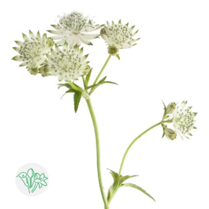 Astrantia Shaggy holl