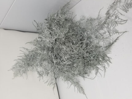 Plumosa Silver bennett