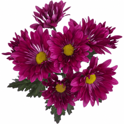 Pom Daisy Purple galleria