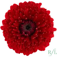 GerPom Sun (Red) UFD