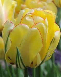 Tulip French Akebono holl