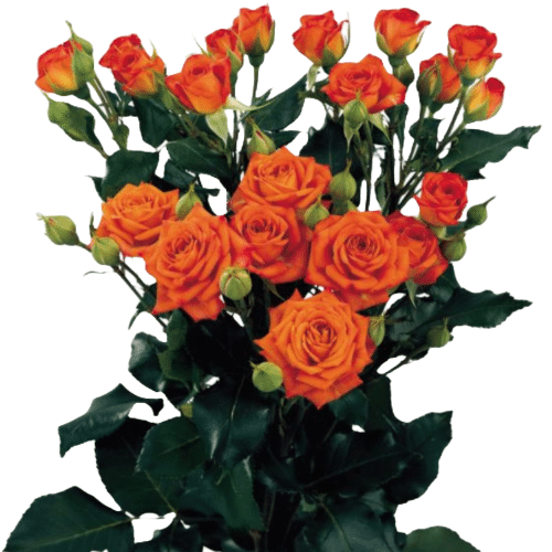 641fbe7d-78dd-438f-927b-83c6f4a7f708.png RoseSpray Org Babe tessa - Image 1