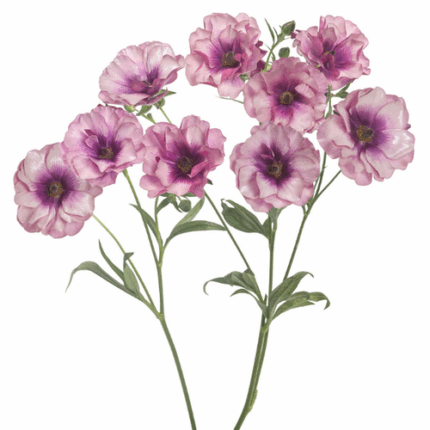 Ranunculus Butterfly Thiva s.v