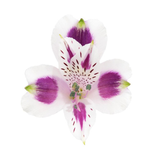 645af91a-c6c4-46fe-ab18-0522da791e34.jpg Alstro Mayfair sole sel - Image 1