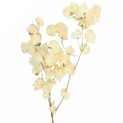 Dried Bougainvillea Bleached h