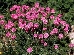ARMERIA cramer