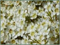 Waxflower alba wht tutuli