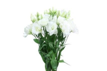 Lisianthus White florsani