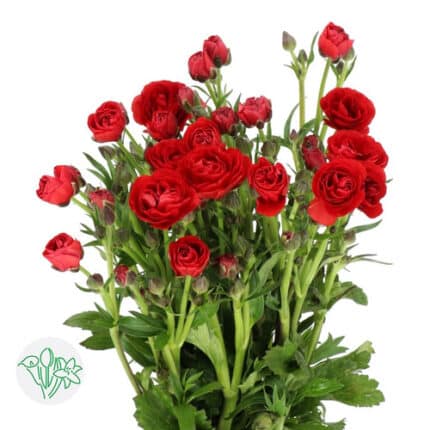 Ranunculus Butterfly Hades flo - RAN BUT HADES FLOR