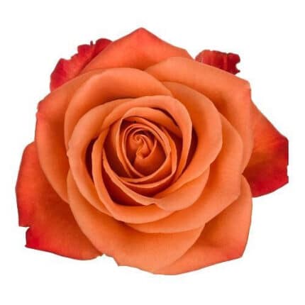Rose Orange Crush 60cm Toscana