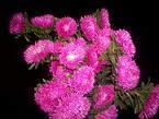 Aster beauty htpk alpin(25)