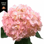Hydrangea Pink Tinted bella(ST - HYD PINK TINTED