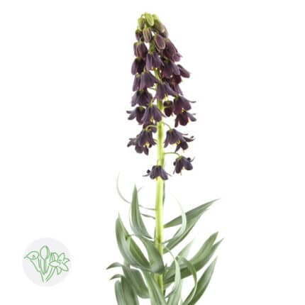 Frittillaria Persica holl stem