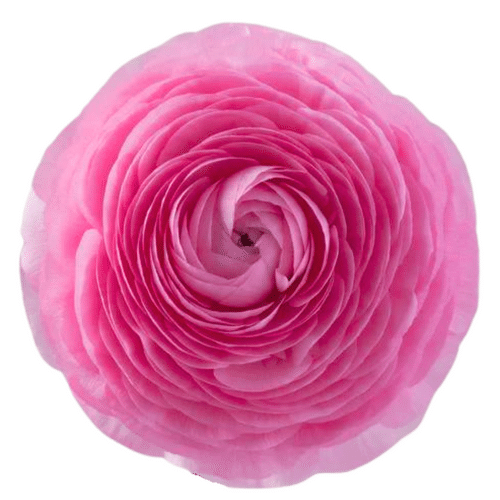 64b871b1-37f5-4f67-bc3f-cec39d3ec0c0.png Ranunculus Lt Pink fresca - Image 1