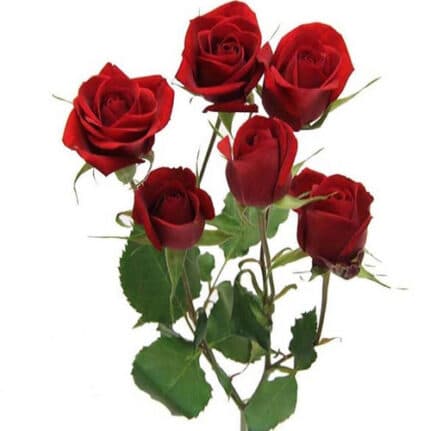 RoseSpray Scarlet Red fresca