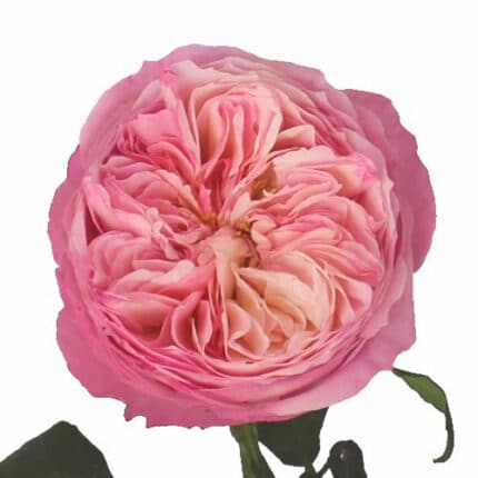 Rose Constance rprima (12st)