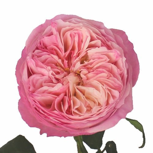 64d69b3d-9ad8-43b2-bd2b-7e44c9924808.jpg Rose Constance rprima (12st) - Image 1