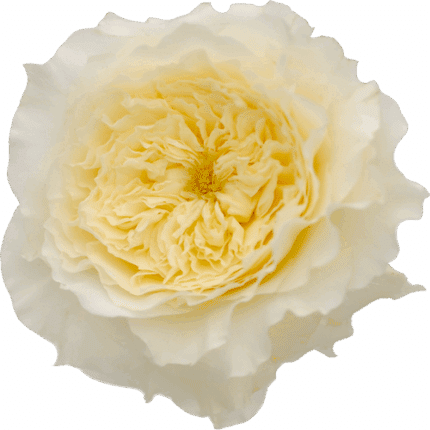 Rose Grdn Patience(12stm)rprim