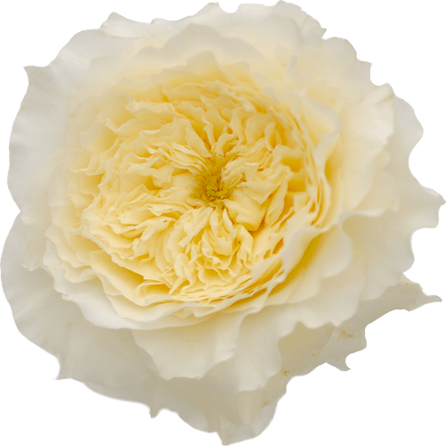 64dac8dd-5452-4053-b06f-ca3f4a17ce89.png Rose Grdn Patience(12stm)rprim - Image 1