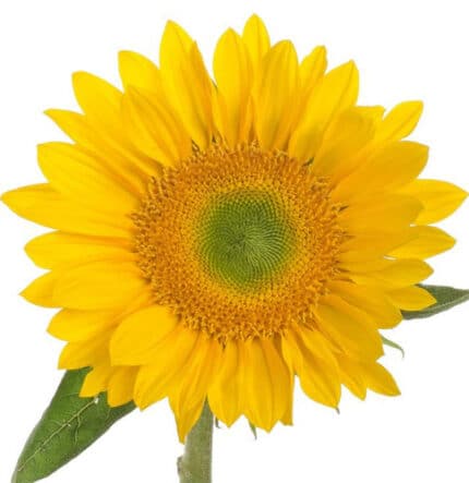 Sunflower Mini Green Eye esmer