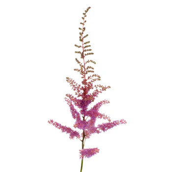 Astilbe Amethyst boler